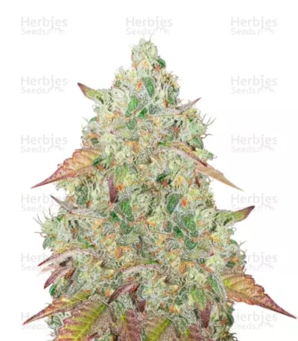 Herbies Seeds Grandmommy Purple Feminized Seeds Reviews