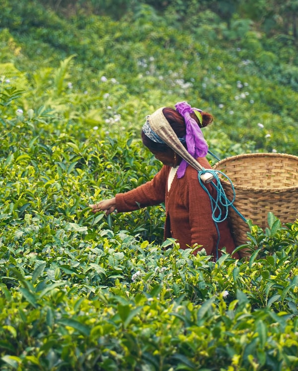 About Herbs & Kettles