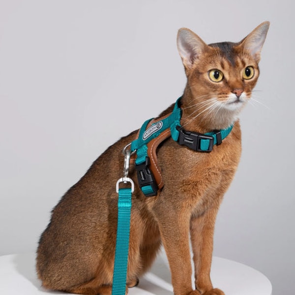 HiDREAM Bobo Series - Leather Patchwork Cat Vest Set Review