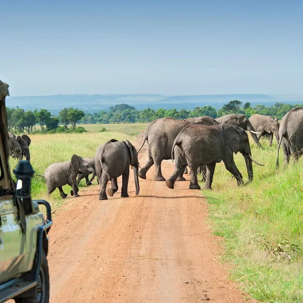 Costsaver Highlights of Kenya Trip Ukubuyekeza