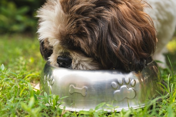 About Hill's Pet Nutrition