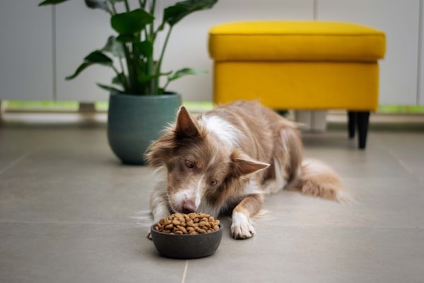 Hill's Pet Nutrition Review