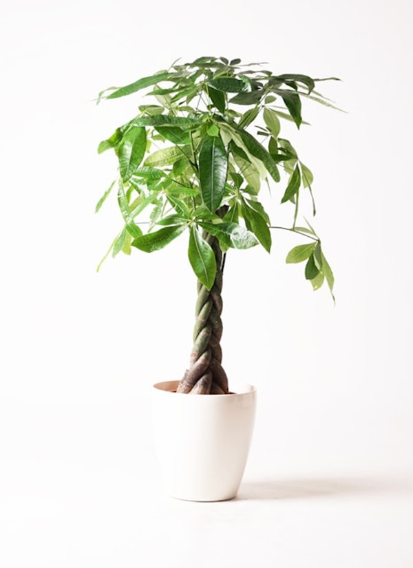 HitoHana 観葉植物 パキラ 8号 ねじり レビュー