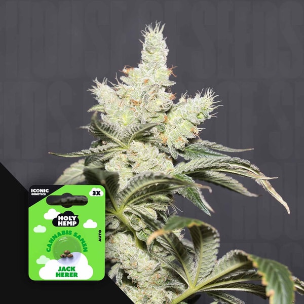 House of Seeds Cherry Cola Auto Bewertung