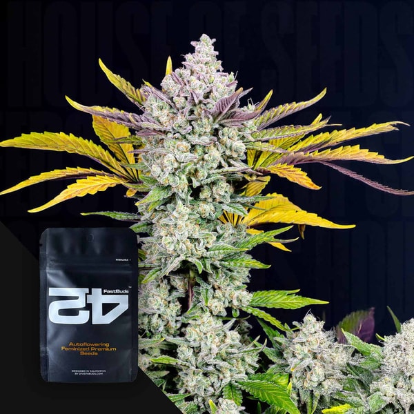 House of Seeds Gorilla Cookies Auto Bewertung