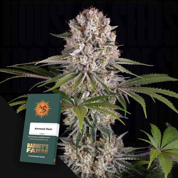 House of Seeds Amnesia Haze Bewertung