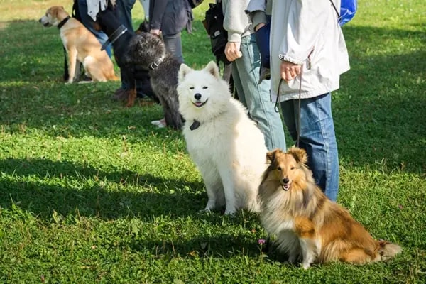 Hundeschulkonzepte Bewertung