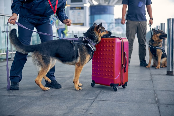 Iberia Express review