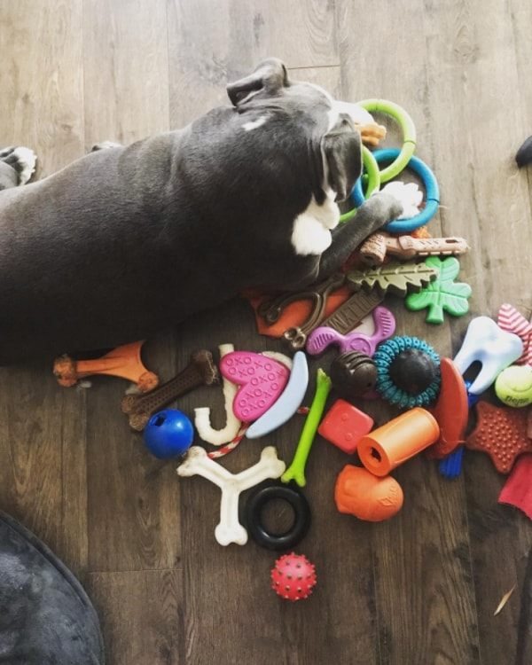 Bullymake Toys Review