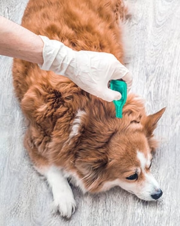 About Pet Pharm Canada