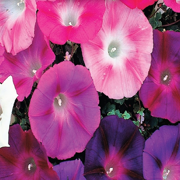 Ferry-Morse Review: Ferry-Morse Morning Glory Mixed Colors Seeds Reviews