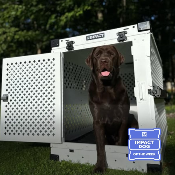 Impact Dog Crates Review