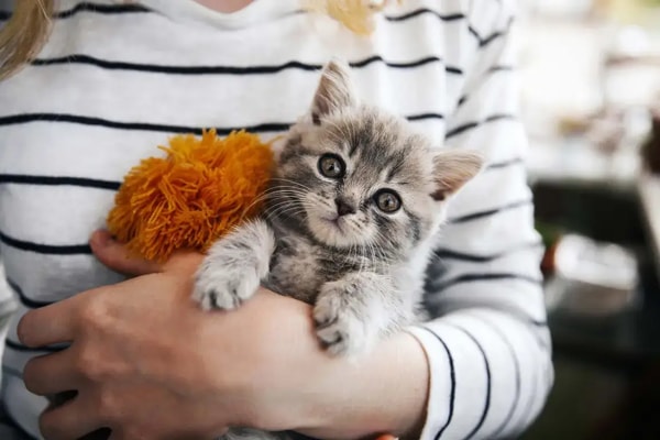 Insure Your Paws Cat Insurance Reviews