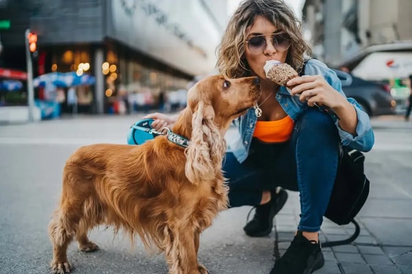 Insure Your Paws Dog Insurance Reviews