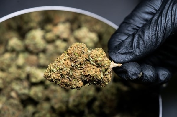 Is Herbies Seeds Worth It?