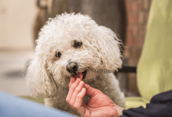 About Itch Pet