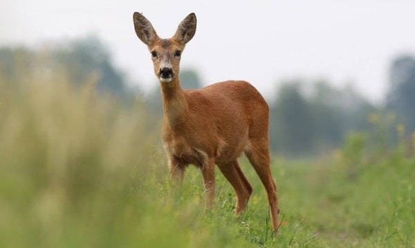 &Uuml;ber Jagdzubeh&ouml;r