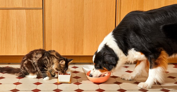 Japhy Cat Personalized Kibble Avis