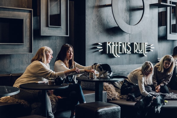 Cat Caf&eacute; Session Access Structure Review