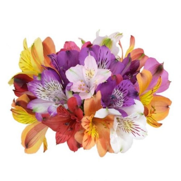JR Roses Mixed Color Tiger Lilies Review