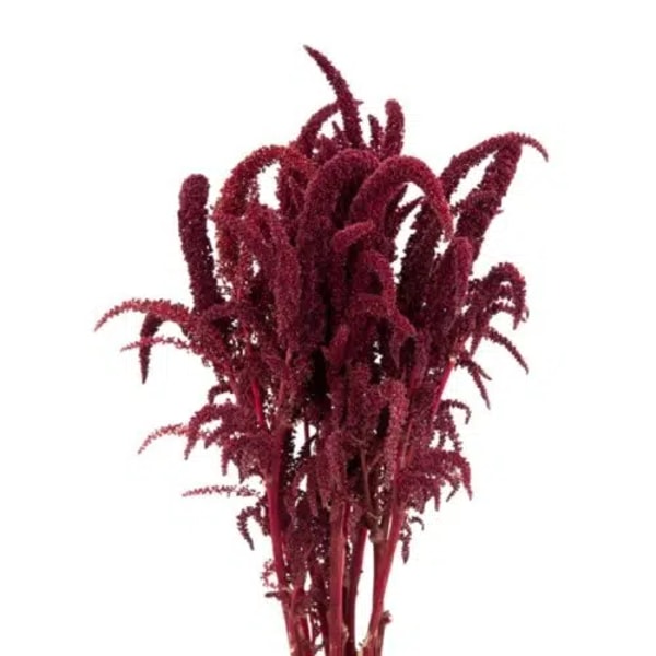 JR Roses Amaranthus Upright Red Velvet Review