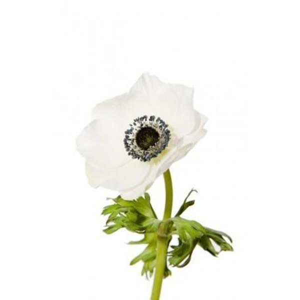 JR Roses Anemone Flowers Review