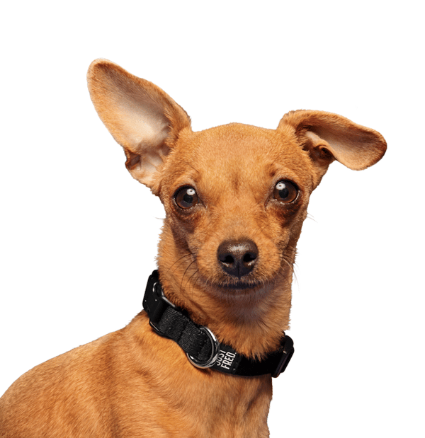 JUST FRED Dog Collar Review