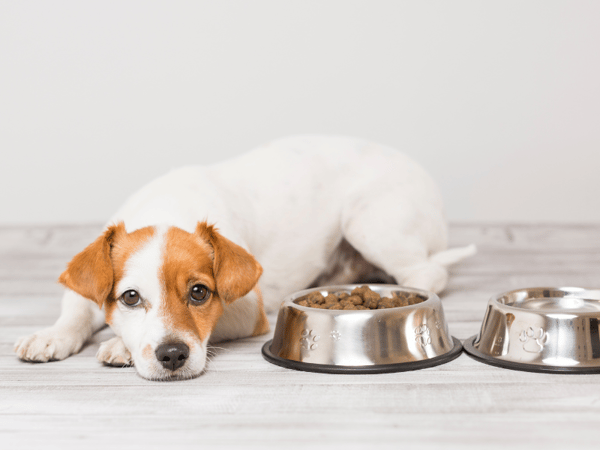 Just Russel Individuelles Hundefutter Review