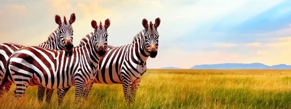JustYou Royal Morubisi Safari Adventure Review