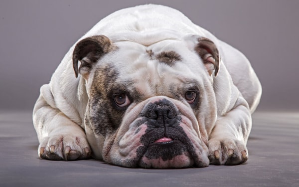 K9 Cover Lifetime Dog Insurance Review