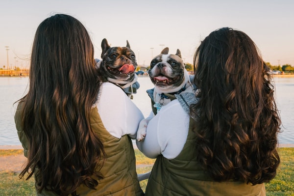 K9 Dentist Review