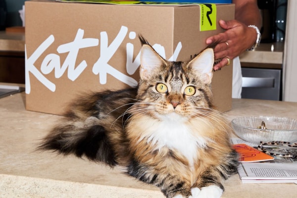 A Clear Look At Fresh Cat Food