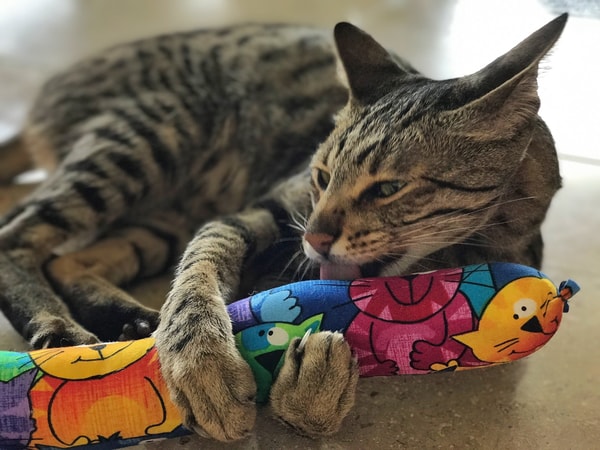 About Kitty Kick Stix