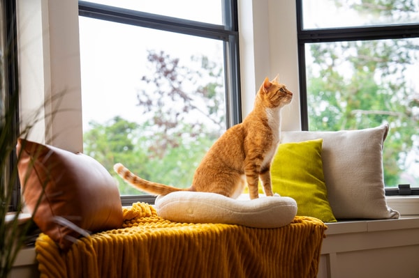 Knead Therapeutic Bed Review
