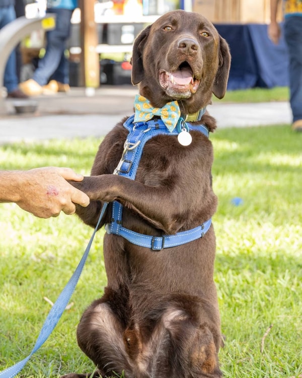 About Knose Pet Insurance