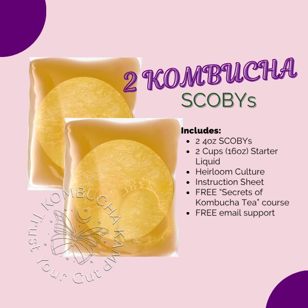 Kombucha Kamp 2 Kombucha SCOBY Cultures Review