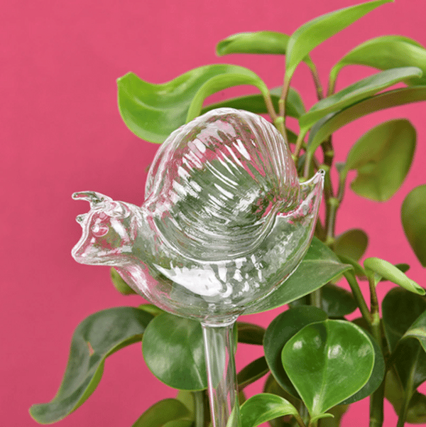 L'Arroseur arros&eacute; Arrosage Animaux en Verre Avis