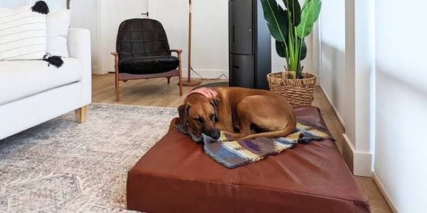 About Le Dog Company