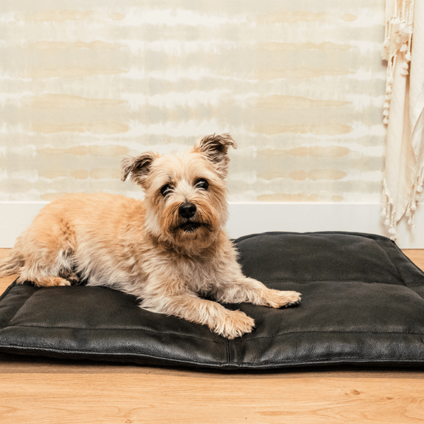 Le Dog Company Le Mat Review