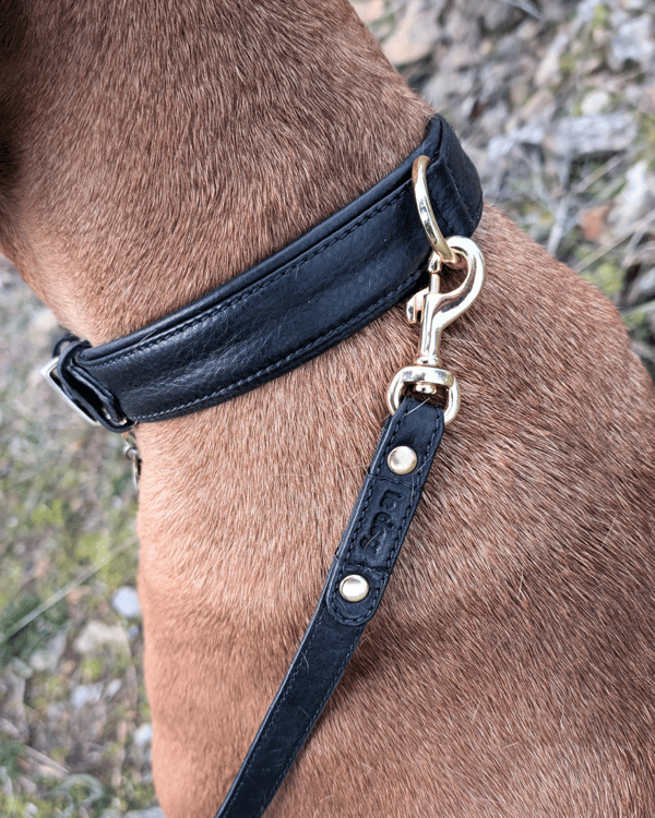Le Dog Company Padded Leather Collar Review