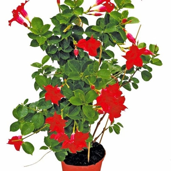 Leroy Merlin Dipladenia Sundaville mix Recenzja