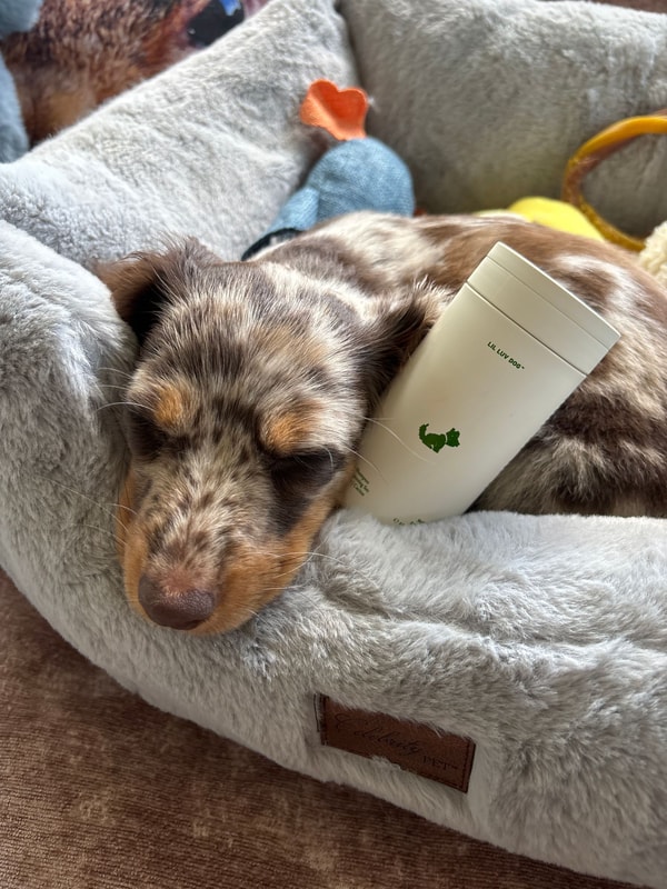 Lil Luv Dog Review