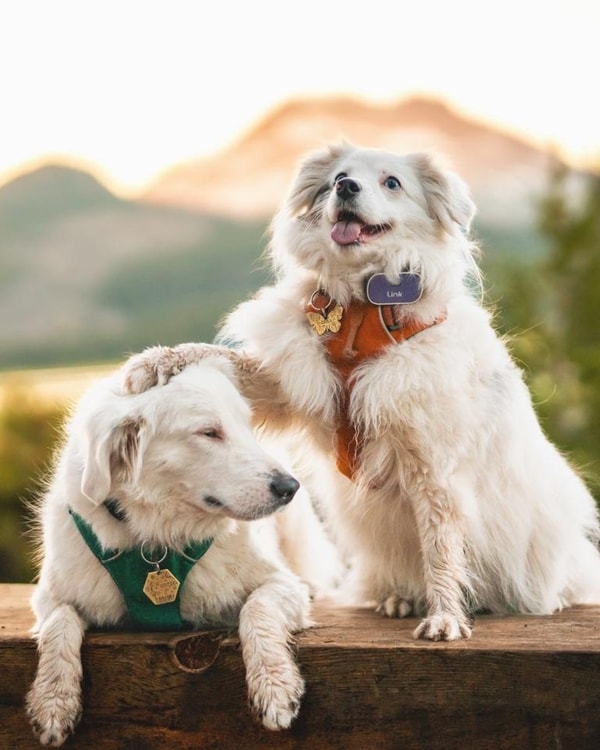 Link My Pet Review