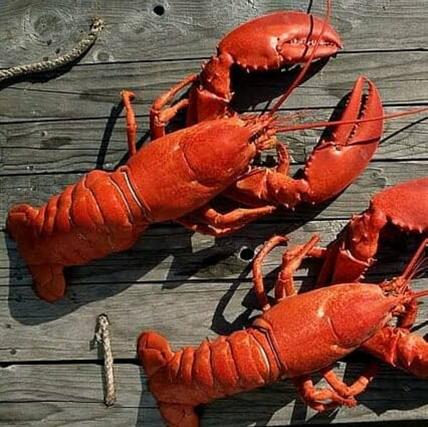 Lobster Anywhere Review