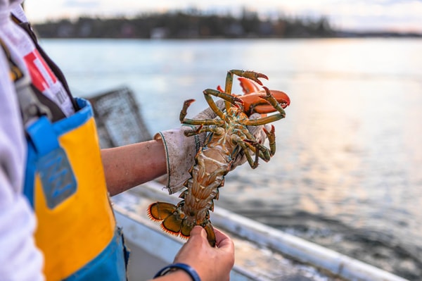 Lobster Anywhere Live Lobster 1.5 Pounds Review