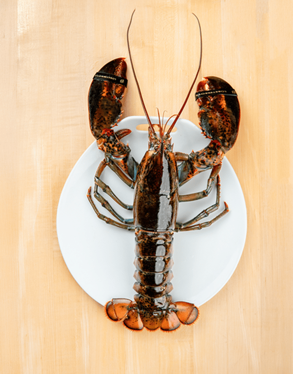 About Lobster Boys