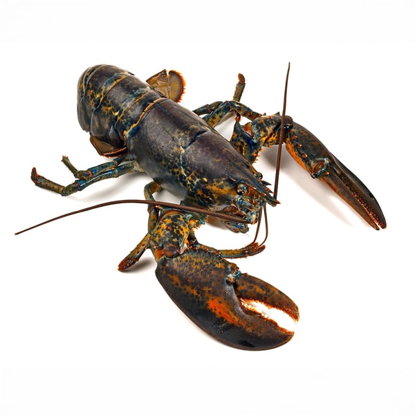 Lobsterking Wildfang Lobster Bewertung