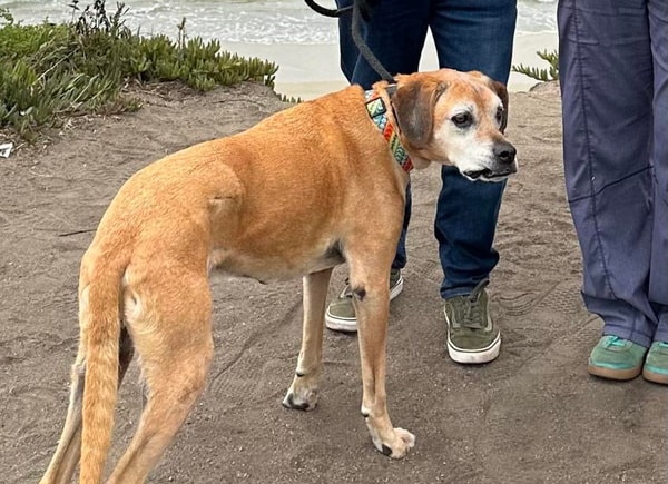 About Lost My Doggie Service
