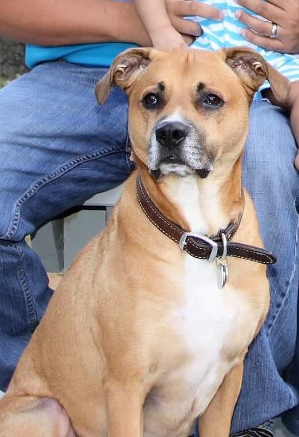 Lost My Doggie Review