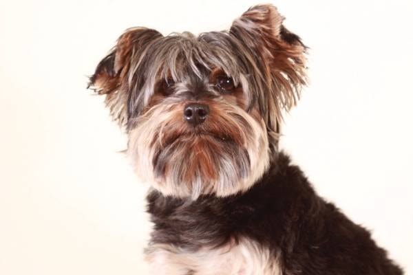 Lost My Doggie HOWL Package Review